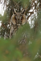 Kalous usaty - Asio otus - Long-eared Owl 6967